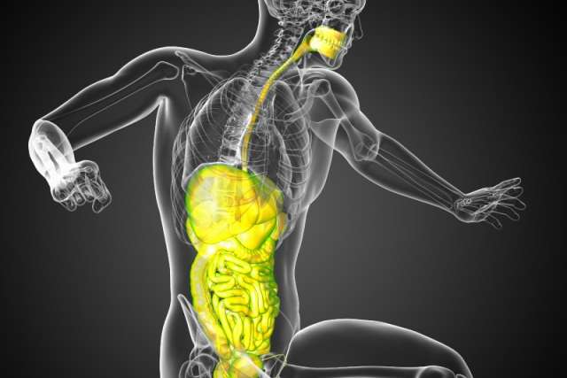 운동이 장을 바꾼다 — 장-근육 축의 새로운 과학