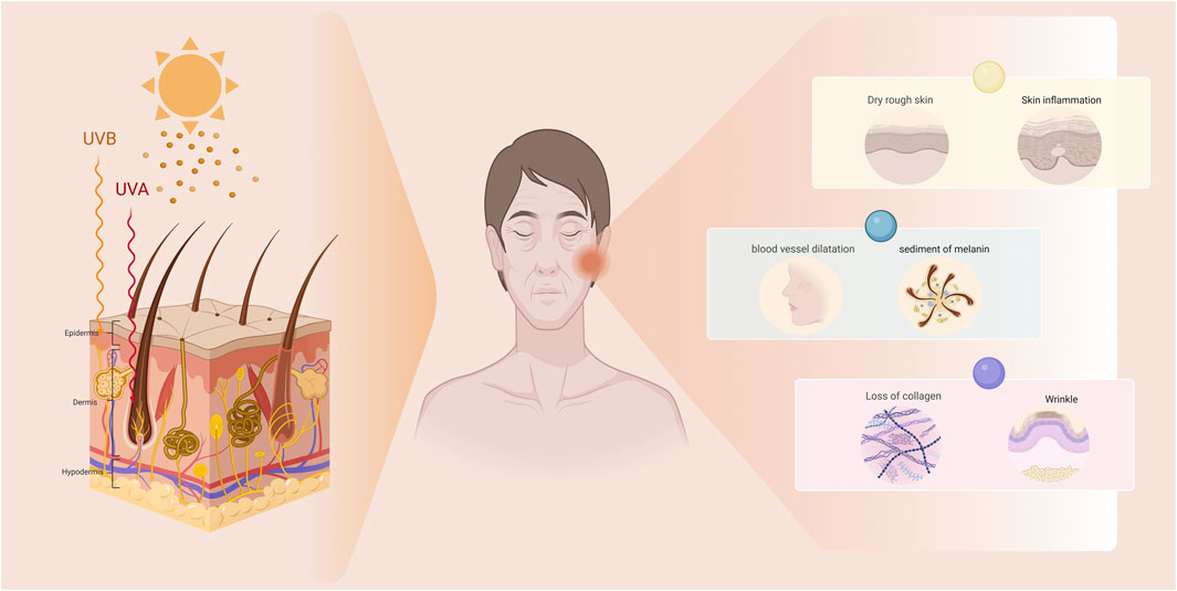 커큐민 0.5g 42일 복용, 주름 면적 감소와 피부 광채 개선